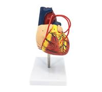 Et modèle de vaisseau sanguin, Cardiopulmonary bypa | Observation directe, explication de la structure du cœur et des vaisseaux, apprenants et instructeurs en anatomie