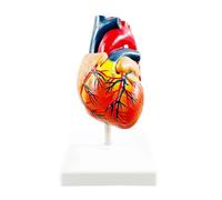 Et modèle de vaisseau sanguin, Natural big heart B, Natural big heart B | Observation directe, explication de la structure du cœur et des vaisseaux, apprenants et instructeurs en anatomie