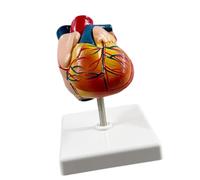 Et modèle de vaisseau sanguin, Natural big heart C | Observation directe, explication de la structure du cœur et des vaisseaux, apprenants et instructeurs en anatomie