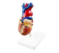 Et modèle de vaisseau sanguin, Natural big heart D, Natural big heart D. | Observation directe, explication de la structure du cœur et des vaisseaux, apprenants et instructeurs en anatomie
