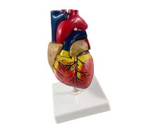 Et modèle de vaisseau sanguin, Natural big heart wi | Observation directe, explication de la structure du cœur et des vaisseaux, apprenants et instructeurs en anatomie