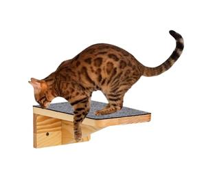 Étagères Flottantes Pour Chats Lit Suspendu d'Escalade en Bois | Perchoir Mural pour Chat pour Maison Bureau Appartement Séjour Cuisine Intérieur