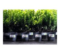 Avery Heavy Duty Laser Labels - Polyester - auto-adhésif permanent - blanc - 99.1 x 67.7 mm 160 étiquette(s) (20 feuille(s) x 8) film Blanc G