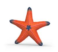 Étoile de mer changeant de couleur