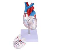 Étude en Classe Modèle d'anatomie du cœur Humain Transparent Ressources pédagogiques en Sciences médicales Anatomie du Squelette Humain for l'éducation médicale