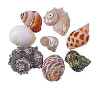 ETUELNOPT Décorations de Coquillages Naturelles, Coquilles de Remplacement for Crabe ermite Multicolore, Plusieurs Tailles, Paquet 8(M)