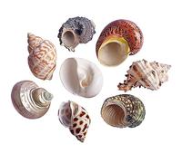 ETUELNOPT Décorations de Coquillages Naturelles, Coquilles de Remplacement for Crabe ermite Multicolore, Plusieurs Tailles, Paquet 8(L)