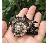 ETUELNOPT Décorations de Coquillages Naturelles, Coquilles Saint-Jacques Multicolores, Paquet de 80 pièces for la Fabrication Bijoux et décoration Maison(Black (2-3cm) 10pcs)