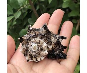 ETUELNOPT Décorations de Coquillages Naturelles, Coquilles Saint-Jacques Multicolores, Paquet de 80 pièces for la Fabrication Bijoux et décoration Maison(Black (2-3cm) 10pcs)