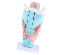 Etyldya Modèle Agrandi Du Larynx Humain - Parties de La