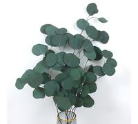 Eucalyptus Fleurs Séchés Naturel Eucalyptus Branches Fleurs Séchées la décoration, Feuilles de Jardin, Plantes Vertes pour fête, Famille (Vert)