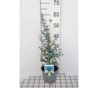 Eucalyptus gunnii - Arbuste andin en conteneur 50- 60 cm