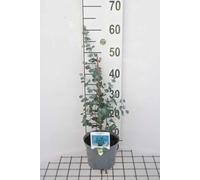 Eucalyptus gunnii - Eucalyptus 50-60 cm en pot