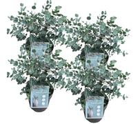 Eucalyptus Gunnii - Gomme à Cidre Plante Persistante d'Extérieur Prête en Pot