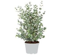 Eucalyptus gunnii - Gommier - Arbuste - Persistant - ⌀17 cm - Hauteur 40-50 cm