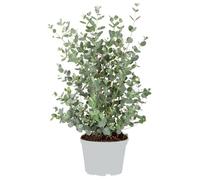 Eucalyptus gunnii - Gommier - Arbuste - Persistante - D17 cm - H40-50 cm