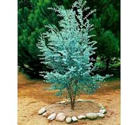 Eucalyptus gunnii - Gommier cidre