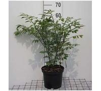 Euonymus al. 'Compactus' - Arbuste à ailes de liège Compactus 30- 40 cm conteneur