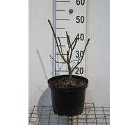 Euonymus al. 'Compactus' - Arbuste à ailes de liège Compactus 40- 50 cm conteneur