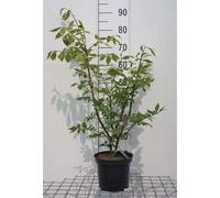Euonymus alatus - Arbuste à ailes de liège 30- 40 cm Conteneur