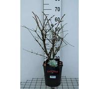 Euonymus alatus - Arbuste à ailes de liège 40- 50 cm conteneur