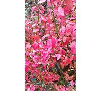 Euonymus alatus 'Compactus' / Fusain à bois ailé compact/Conteneur de 3 à 4 litres