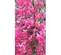 Euonymus alatus/Fusain à bois ailé/Conteneur de 7 à 10 litres
