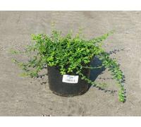 Euonymus fort. 'Minimus' - Fusain à tapis Minimus tige 20- 25 cm conteneur