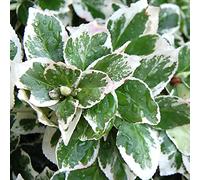 Euonymus fortunei 'Emerald Gaiety' Arbuste persistant à feuilles persistantes en pot