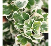 Euonymus Fortunei 'Emerald Gaiety'- Fusain persistant 'Emerald Gaiety' 15-20 cm en conteneur