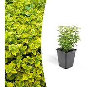 Euonymus fortunei 'Emerald 'n Gold' | 12 pièces - 10-25cm - Ø9cm - Plante de jardin - Multideal