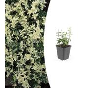 Euonymus fortunei 'Harlequin' | 12 pièces - 10-25cm - Ø9cm - Plante de jardin