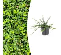 Euonymus fortunei 'Minimus' | 12 pièces - 10-25cm - Ø9cm - Plante de jardin
