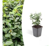 Euonymus fortunei 'Radicans' | 12 pièces - 10-25cm - Ø9cm - Plante de jardin