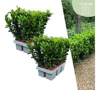Euonymus 'Green Spire' - Fusain du Japon - Ø7cm - ↕15cm - 12 pièces