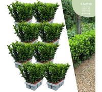 Euonymus 'Green Spire' - Fusain du Japon - Ø7cm - ↕15cm - 48 pièces