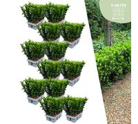 Euonymus 'Green Spire' - Fusain du Japon - Ø7cm - ↨15cm - 72 pièces