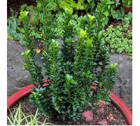 Euonymus Green Spire - Fusain du Japon | Arbuste persistant en pot à vendre.