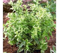 Euonymus Harlequin, un arbuste compact à feuillage persistant et panaché, originaire du Japon.