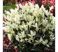 Euonymus Himalaya, arbuste persistant prêt à planter dans un pot de fleurs, est un fusain japonais pour jardin.