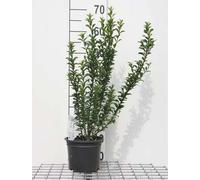 Euonymus jap. 'Microphyllus' - Arbuste à ailes de liège 30- 40 cm Conteneur