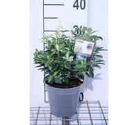 Euonymus jap. 'Pierrolino'® - Arbuste à ailes de liège 20- 25 cm conteneur