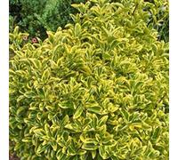 Euonymus Japonicus 'Aureomarginatus'- Fusain du Japon 'Aureomarginatus' 40-50 cm en conteneur