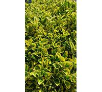 Euonymus japonicus 'Aureomarginatus' / Fusain du Japon panaché jaune/Conteneur de 3 à 4 litres
