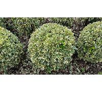Euonymus japonicus 'Bravo' / Fusain du Japon panaché crème/Conteneur de 3 à 4 litres