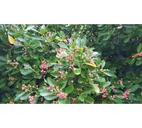Euonymus japonicus/Fusain du Japon/Conteneur de 3 à 4 litres