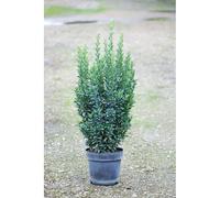 Euonymus japonicus 'jean hugues' taille du pot - en pot de 7.5 litres
