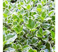 Euonymus Kathy, plante japonaise à feuillage persistant, compacte et buissonnante, avec des feuilles panachées.