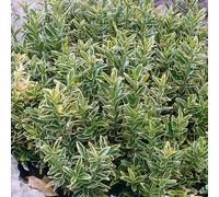 Euonymus Microphyllus Aureovariegatus Plantes d'Arbustes Prêtes pour le Jardin Extérieur en Pot
