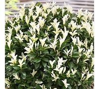 Euonymus Paloma Blanca - Fusain du Japon | Arbuste de jardin en pot à feuillage persistant